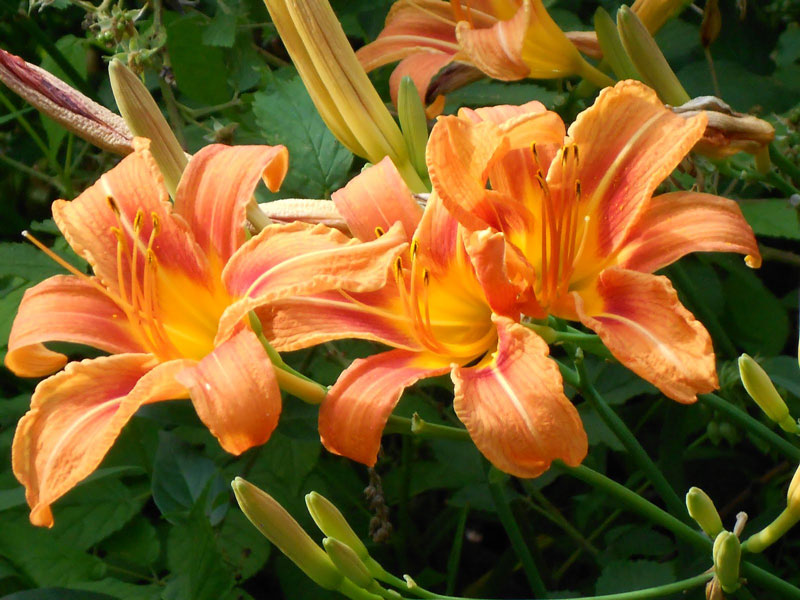 Daylily - How to Grow 
