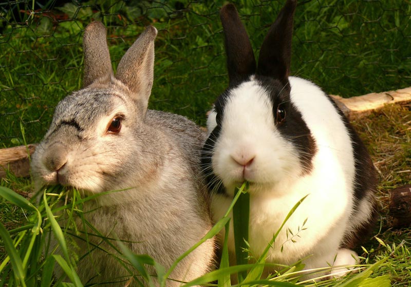 Different Methods Of Rabbit Communication