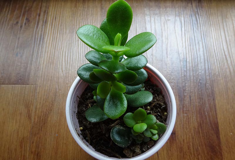 Easy To Grow Houseplant The Jade Plant