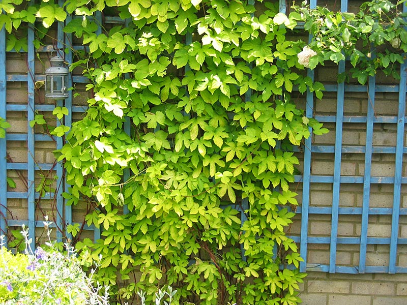 Fast-Climbing Vines for Your Garden