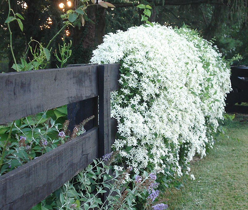 Fast-Climbing Vines for Your Garden