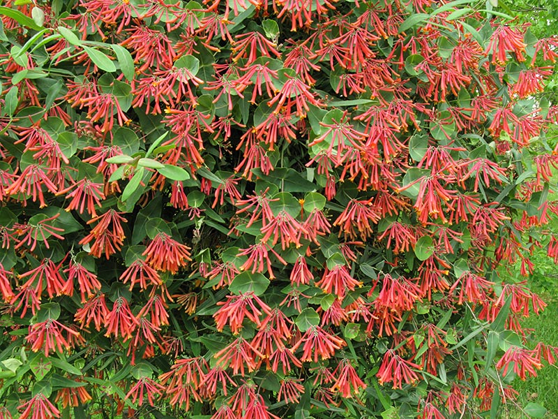Fast-Climbing Vines for Your Garden