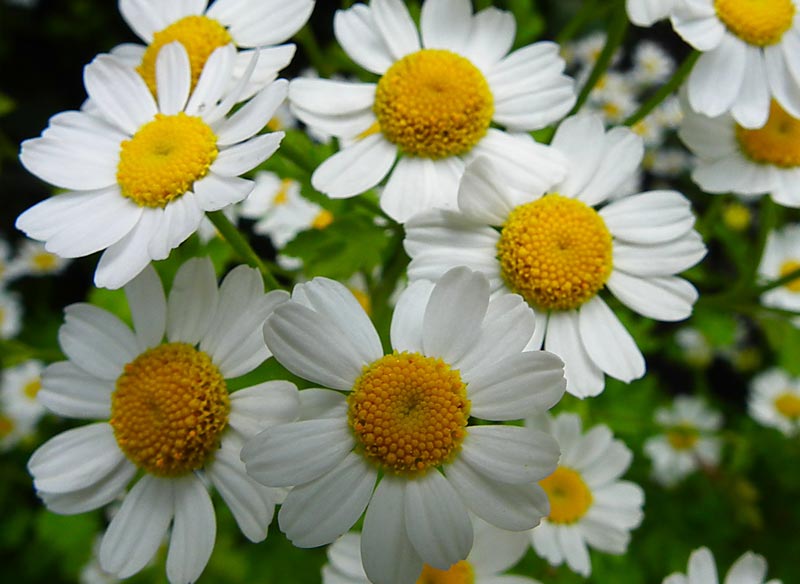 Feverfew (Tanacetum spp.) - 4 Friendly Medicinal Herbs for Your Garden