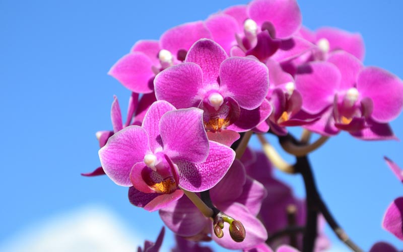 Growing Indoor Orchids