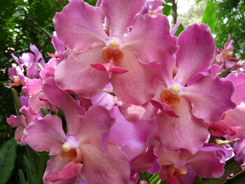 Growing Indoor Orchids