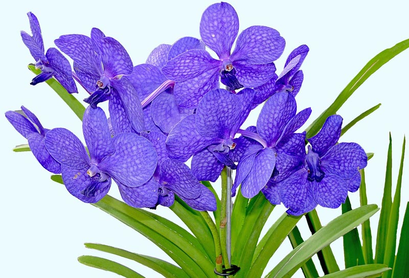 Growing Indoor Orchids