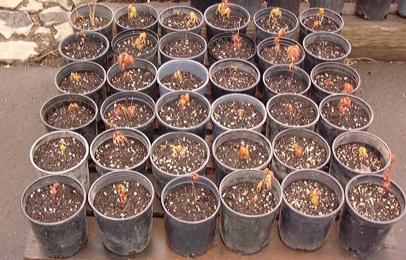 Growing Japanese Maples from Seed