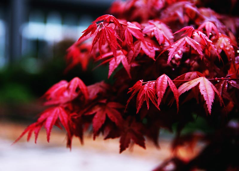 Growing Japanese Maples from Seed