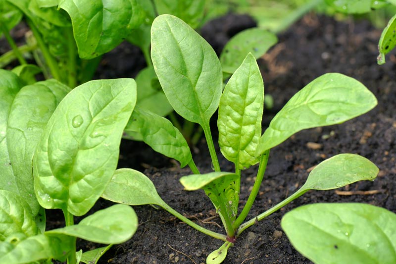  Growing Spinach