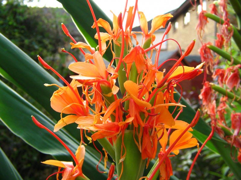 Hedychium Growing Ginger Lily Inside