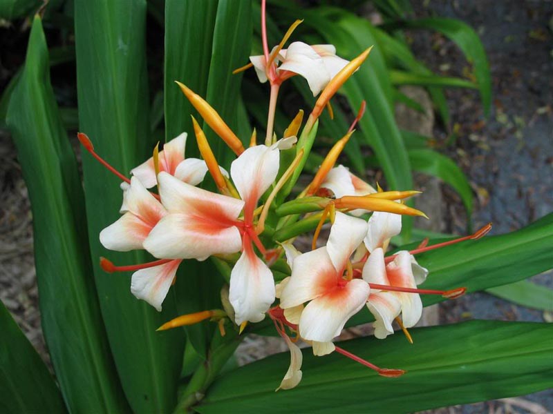 Hedychium Growing Ginger Lily Inside