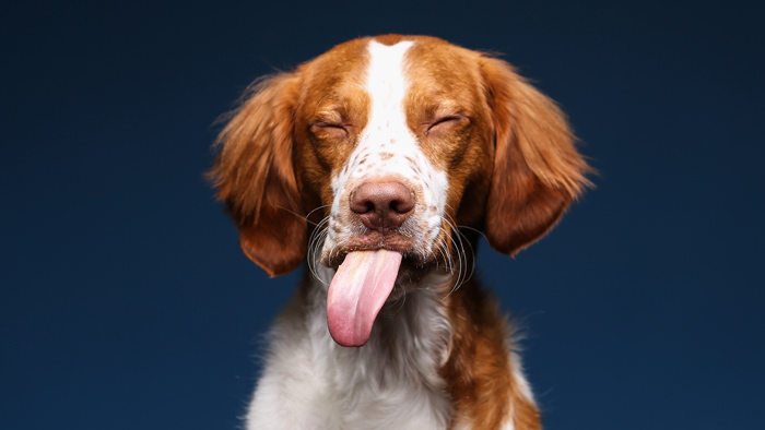 Hilarious Photos Of Dogs Eating Peanut Butter (1)