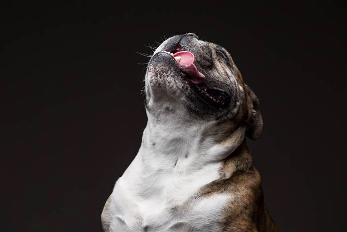 Hilarious Photos Of Dogs Eating Peanut Butter