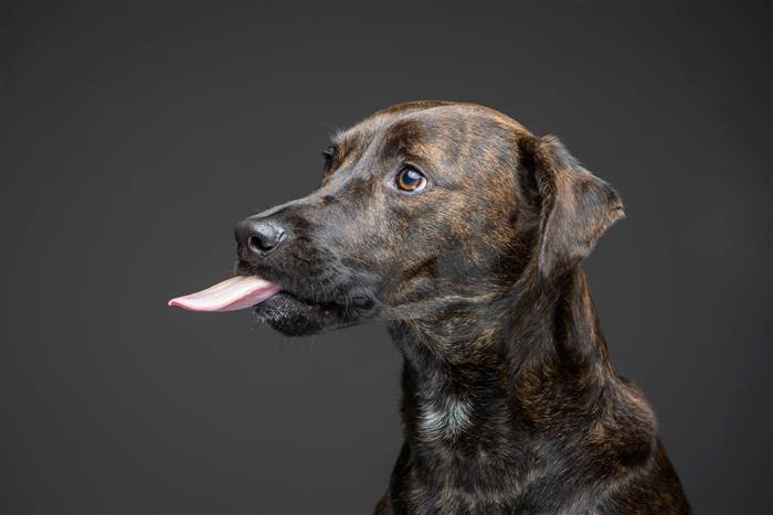 Hilarious Photos Of Dogs Eating Peanut Butter