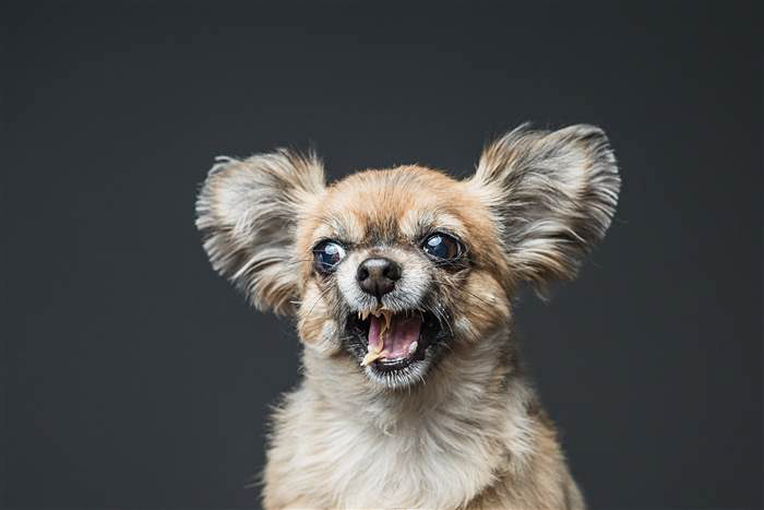 Hilarious Photos Of Dogs Eating Peanut Butter