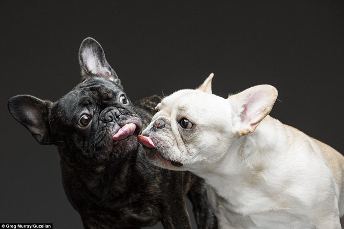 Hilarious Photos Of Dogs Eating Peanut Butter (4)