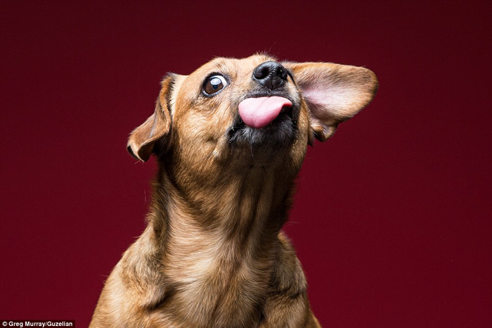 Hilarious Photos Of Dogs Eating Peanut Butter (6)