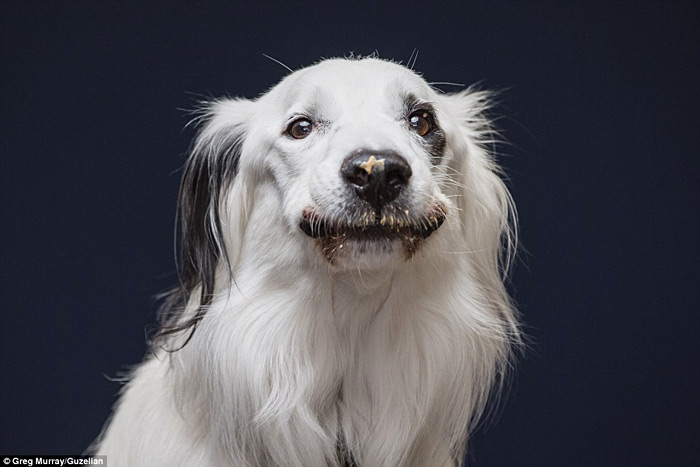 Hilarious Photos Of Dogs Eating Peanut Butter