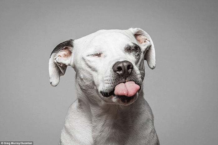 Hilarious Photos Of Dogs Eating Peanut Butter