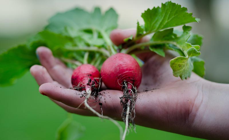 Fall Vegetable Garden - Vegetables to Grow During Fall