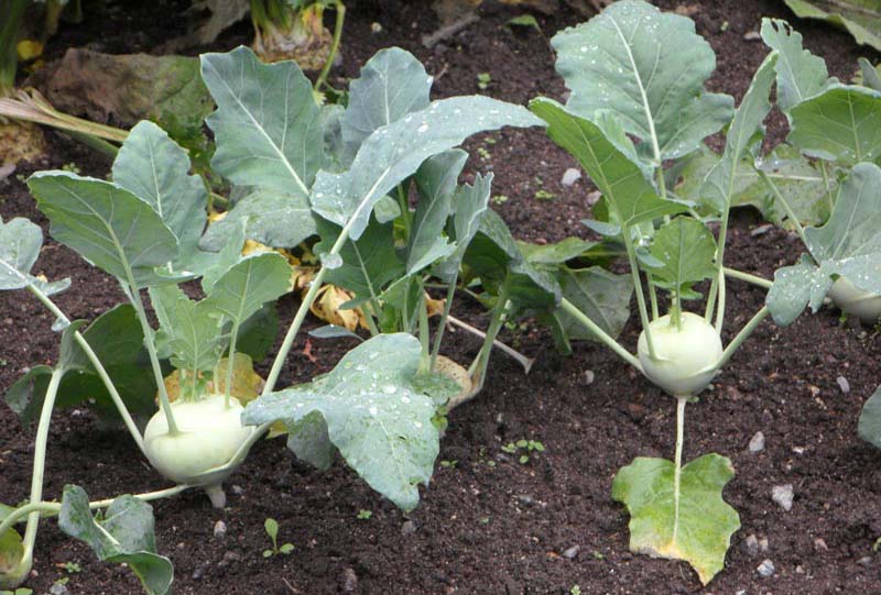 How to Grow Kohlrabi