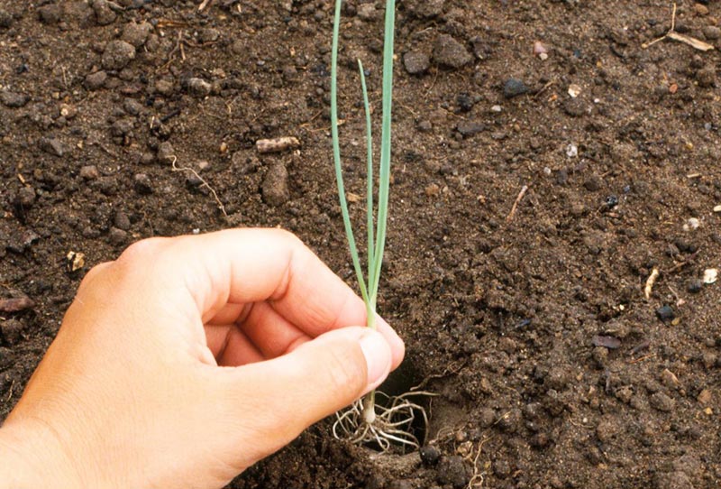How to Grow Leeks – Gardening Tips