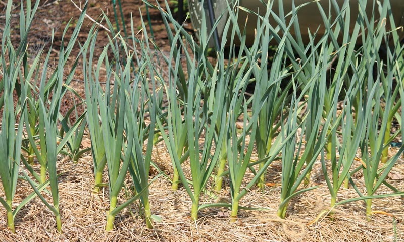 Fall Vegetable Garden - Vegetables to Grow During Fall