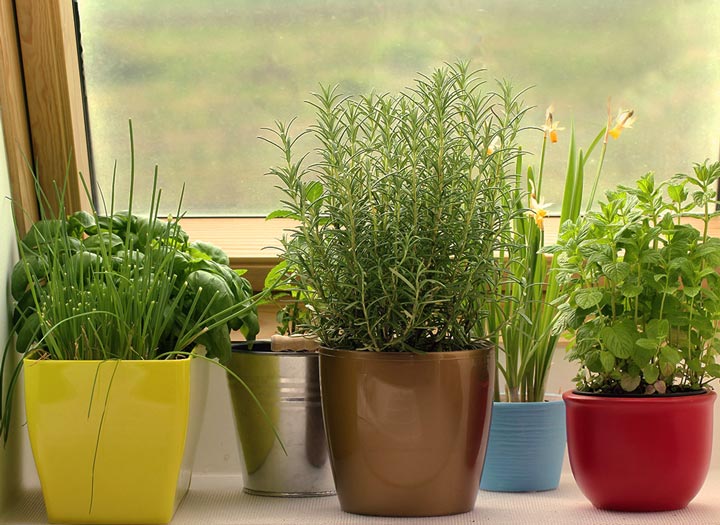 Indoor Winter Gardening Tips
