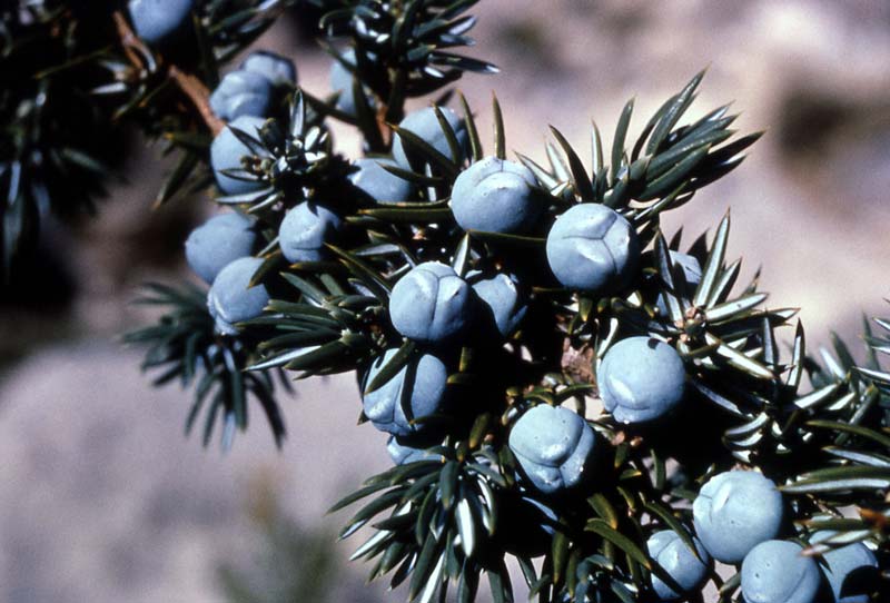 Juniper (Juniperus communis) - 4 Friendly Medicinal Herbs for Your Garden