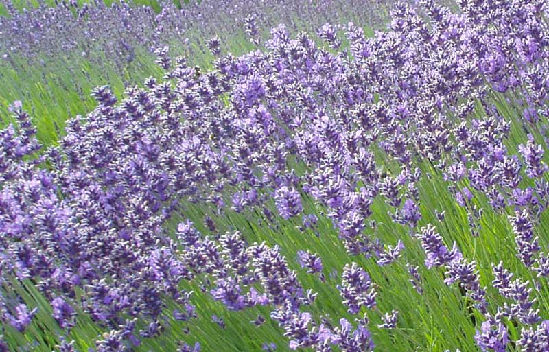 Lavender (Lavandula angustifolia) - 4 Friendly Medicinal Herbs for Your Garden
