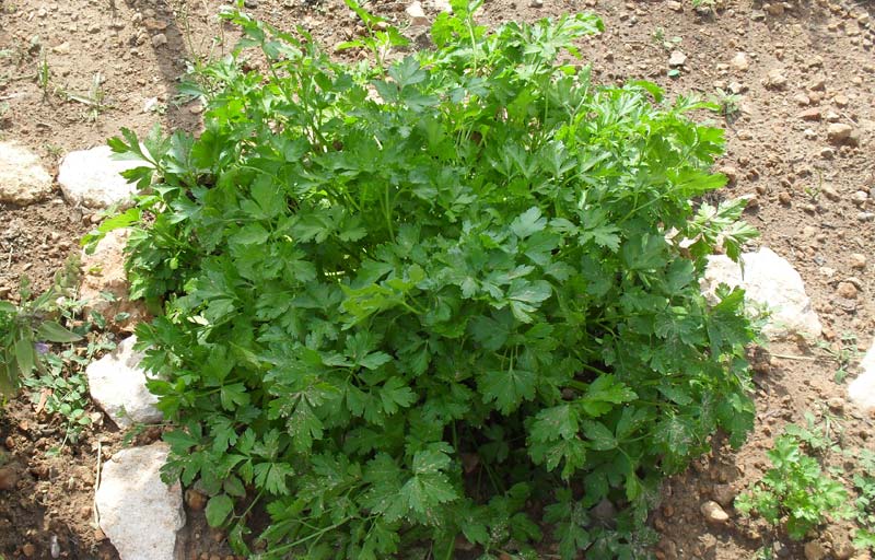 Parsley - How To Grow
