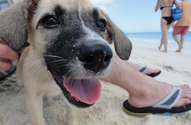 Potcake Place - Island Getaway Where You Cuddle Rescue Puppies Galore