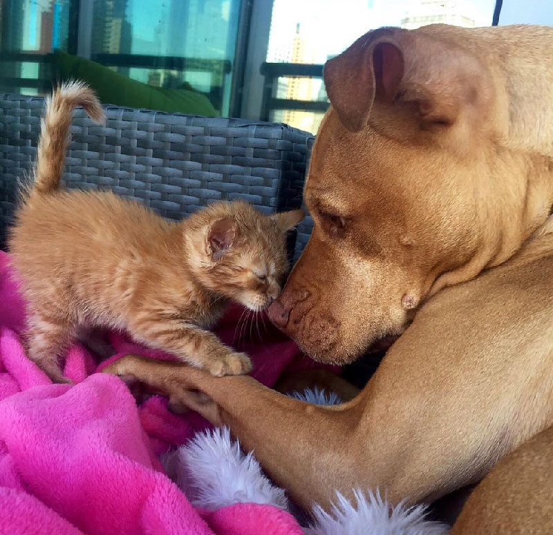 Rescue Pit Bull Gets His Own Kitty