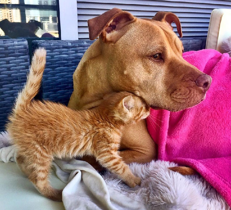 Rescue Pit Bull Gets His Own Kitty