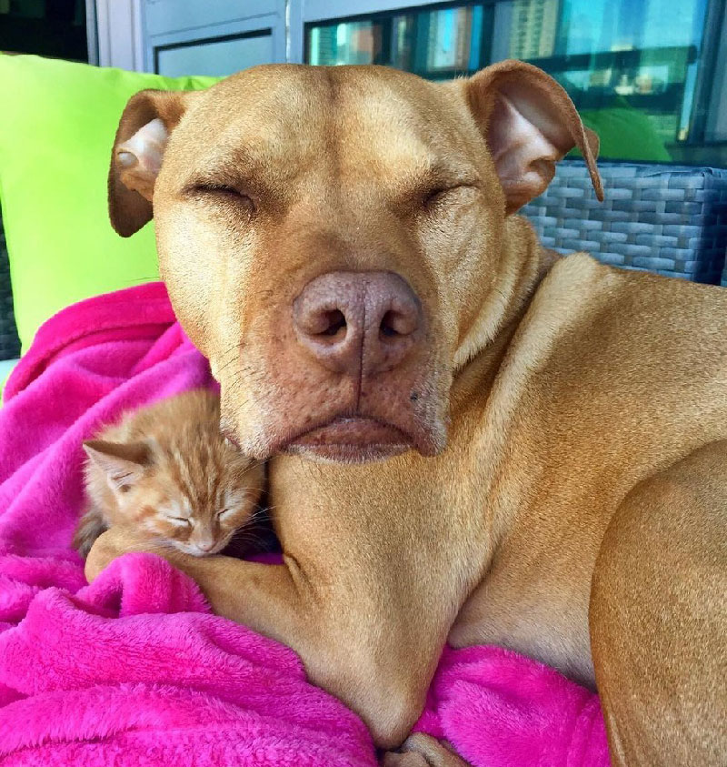 Rescue Pit Bull Gets His Own Kitty