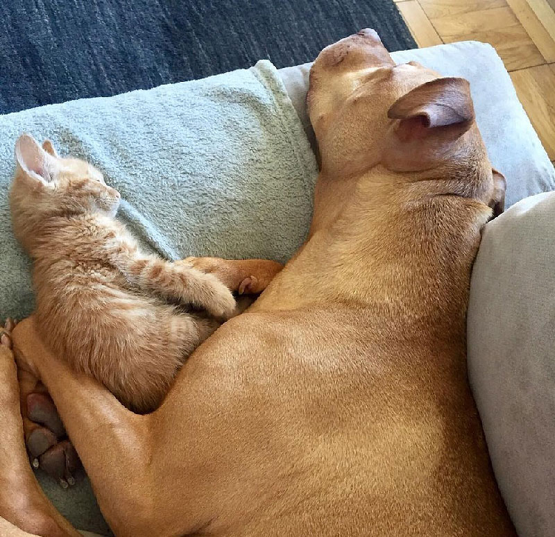 Rescue Pit Bull Gets His Own Kitty