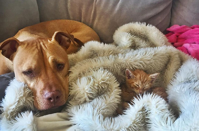 Rescue Pit Bull Gets His Own Kitty