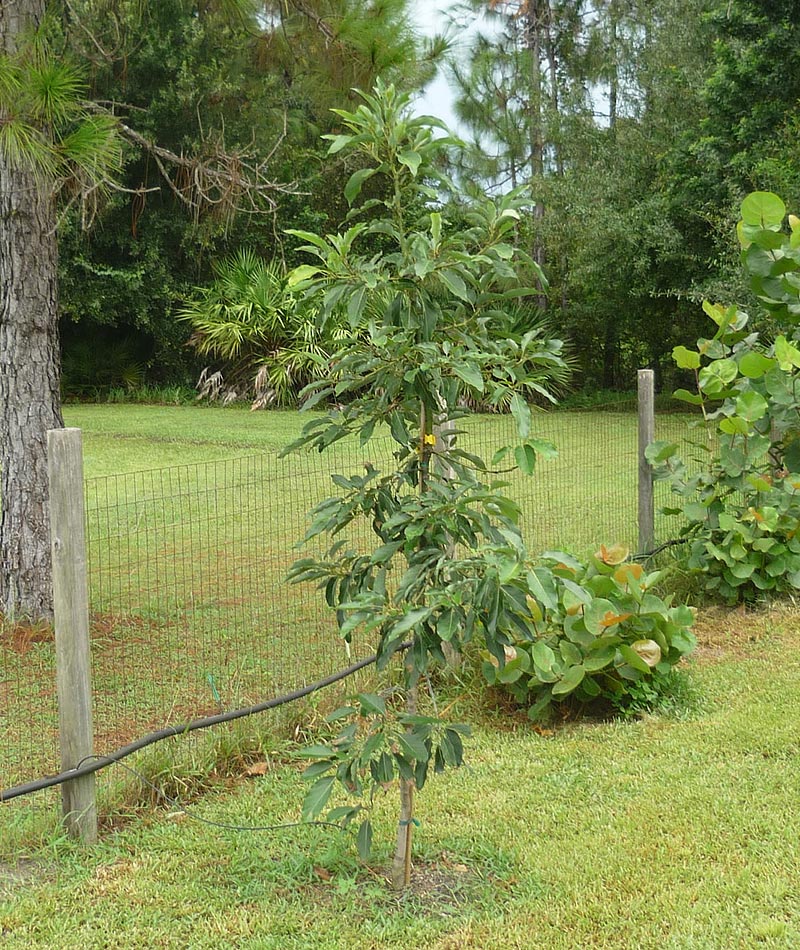 How To Grow An Avocado Tree