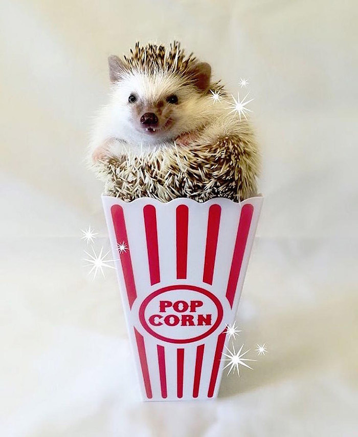 This ‘Vampire’ Hedgehog Is Instagram’s Newest Star