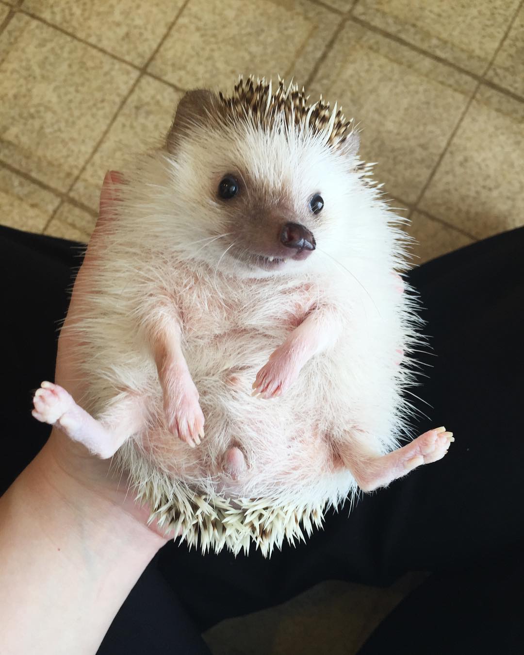 This ‘Vampire’ Hedgehog Is Instagram’s Newest Star