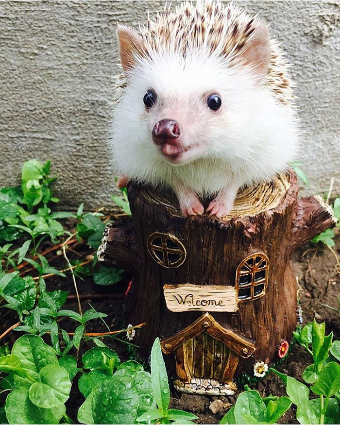 This ‘Vampire’ Hedgehog Is Instagram’s Newest Star