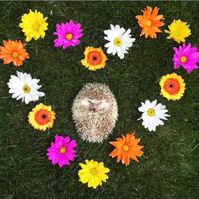 This ‘Vampire’ Hedgehog Is Instagram’s Newest Star