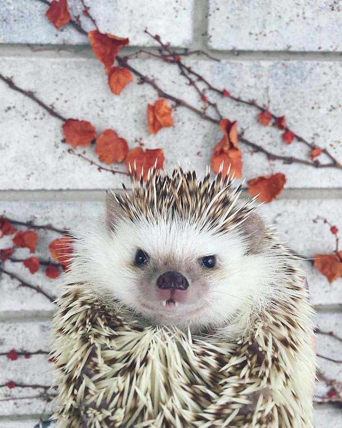 This ‘Vampire’ Hedgehog Is Instagram’s Newest Star