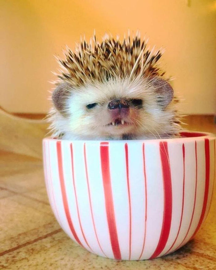 This ‘Vampire’ Hedgehog Is Instagram’s Newest Star