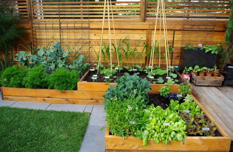 Vegetable Gardening with Raised Beds (7)
