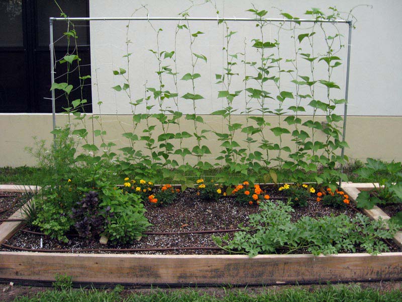 Vegetable Gardening with Raised Beds (8)