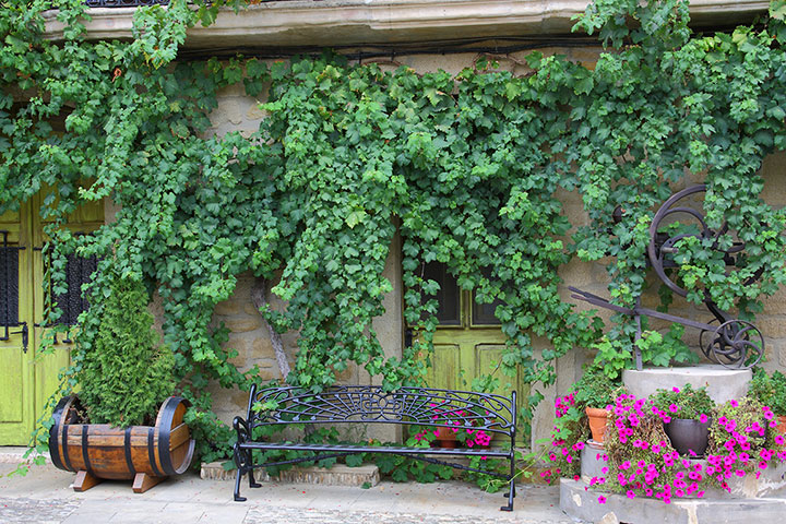 Fast-Climbing Vines for Your Garden