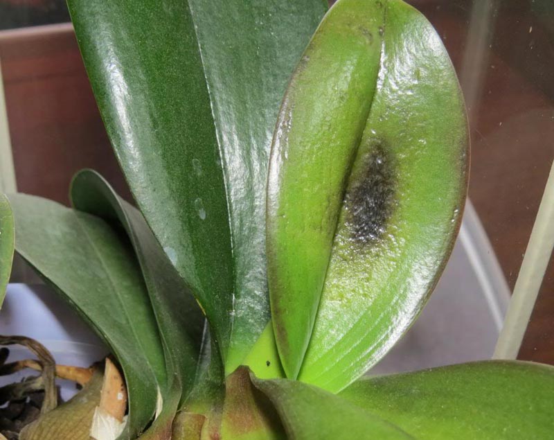 Why is my Orchid Dying?