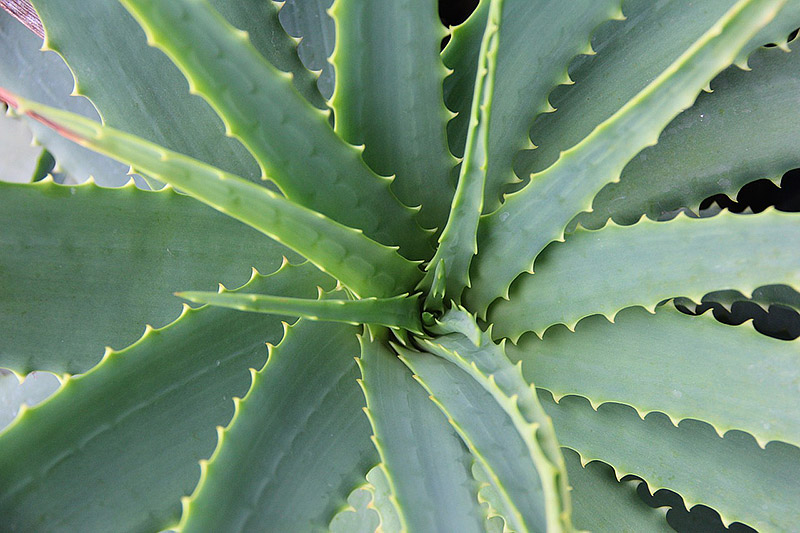 Amazing Benefits of Aloe Vera 