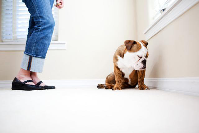 10 Things People Do That Dogs Can’t Stand